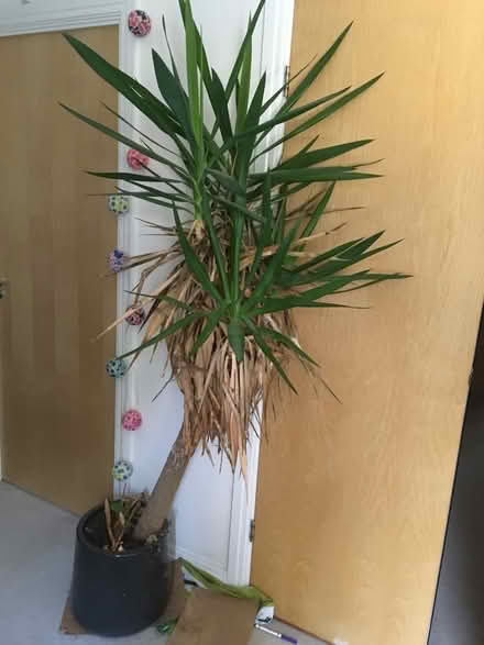 Photo of free Large Yukka plant (Hertford SG13) #1