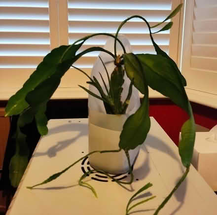 Photo of free 2 house plants (GU12) #1