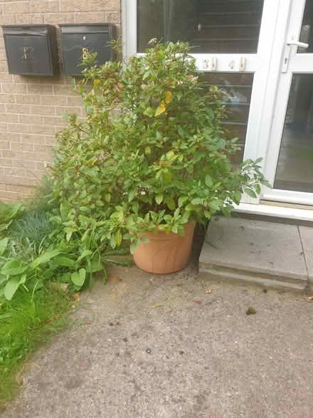 Photo of free Shrub (BA5 wells) #1