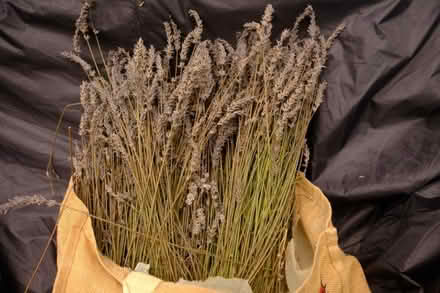 Photo of free Newly harvested Lavendar flowers (Witherslack LA11) #1