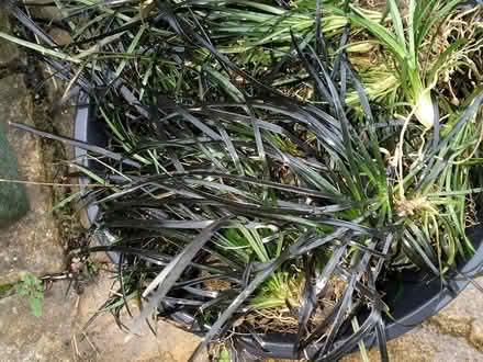 Photo of free Black Grass (Stratford E15 4) #1