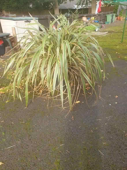 Photo of free Large plant (BA5 wells) #1