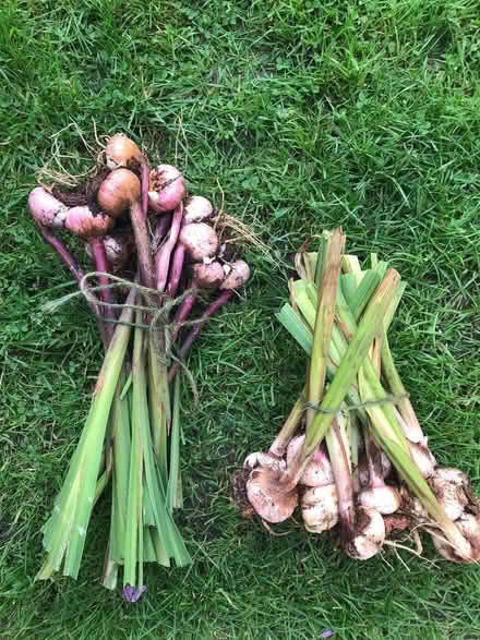 Photo of free Gladioli bulbs (Braintree CM7) #1