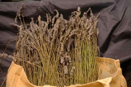 Photo of free Newly harvested Lavendar flowers (Witherslack LA11) #2