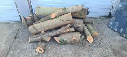 Photo of free Ash Logs (KT12 Hersham) #1