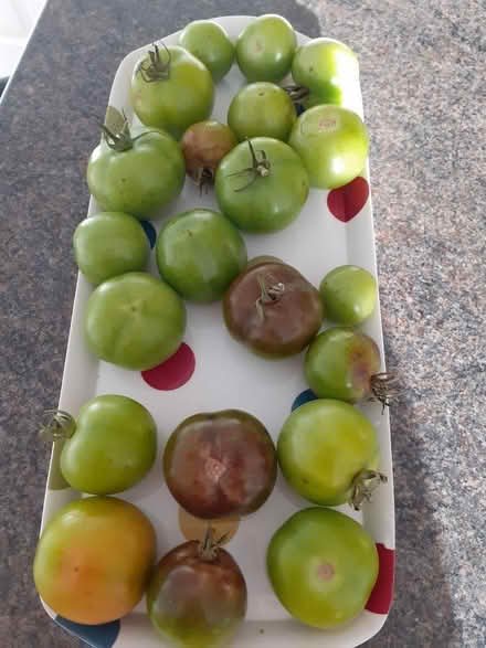Photo of free Green Tomatoes (Royal Wootton Bassett SN4) #1
