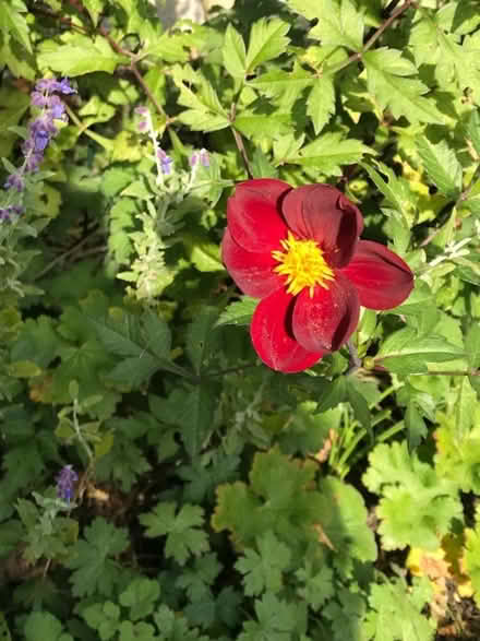 Photo of free Dahlia tubers (Braintree CM7) #1