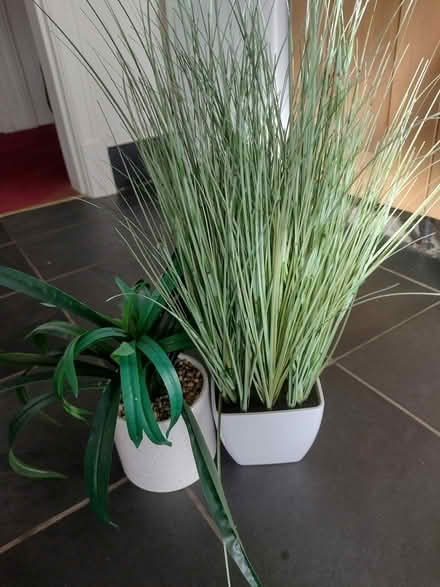 Photo of free Fake plants (Skelsmergh (Kendal)) #1