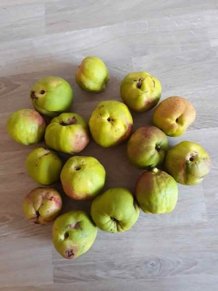Photo of free Japonicas/quince (Lakeside LA12) #1