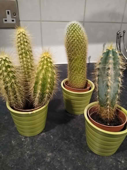 Photo of free Mini cacti (Holbrooks CV6) #1