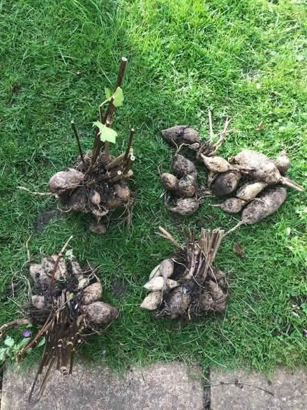 Photo of free Dahlia tubers (Braintree CM7) #2