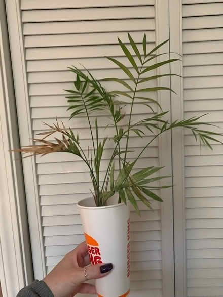Photo of free Plants/Cuttings (SE Downers Grove) #3