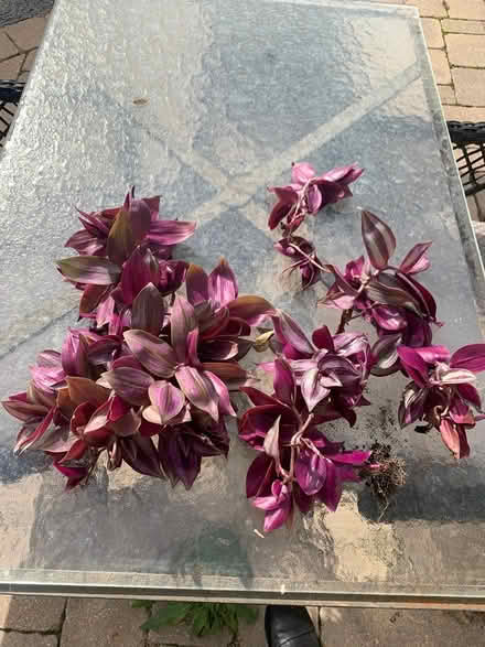 Photo of free Plants/Cuttings (SE Downers Grove) #2