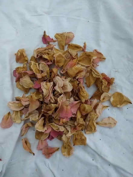 Photo of free Rose petal confetti (New Marston OX3) #1
