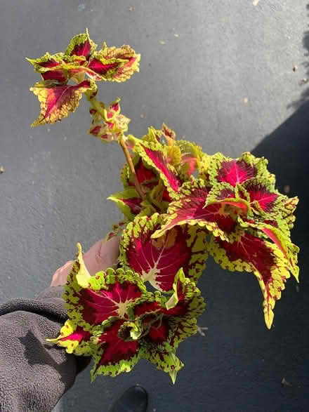 Photo of free Plants/Cuttings (SE Downers Grove) #1