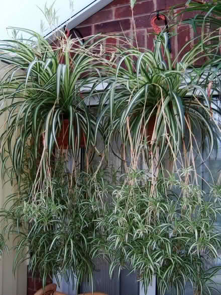 Photo of Spider plants (Drummoyne) #1