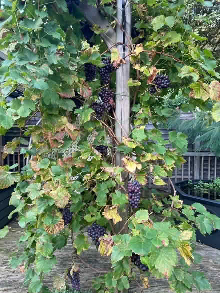 Photo of free Grapes (Baldock) #1