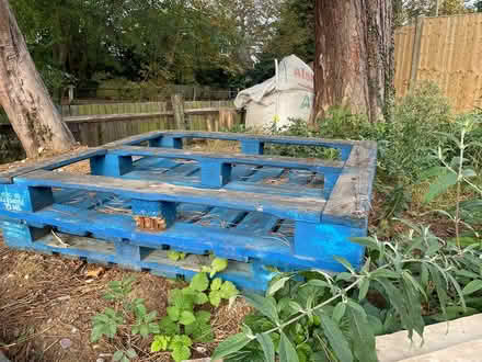 Photo of free Wooden pallets (Ashtead KT21) #1