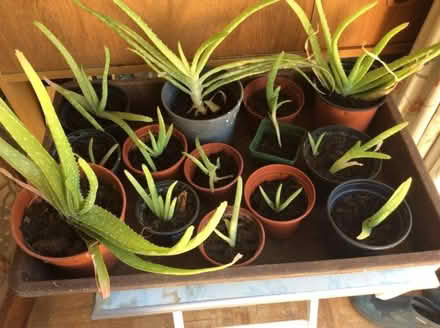 Photo of free Aloe Vera plants (leagrave LU4) #1