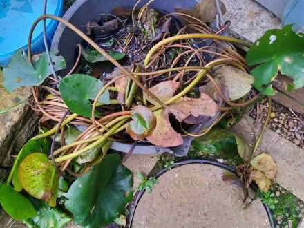 Photo of free White Pond Lily (Horfield BS7) #1