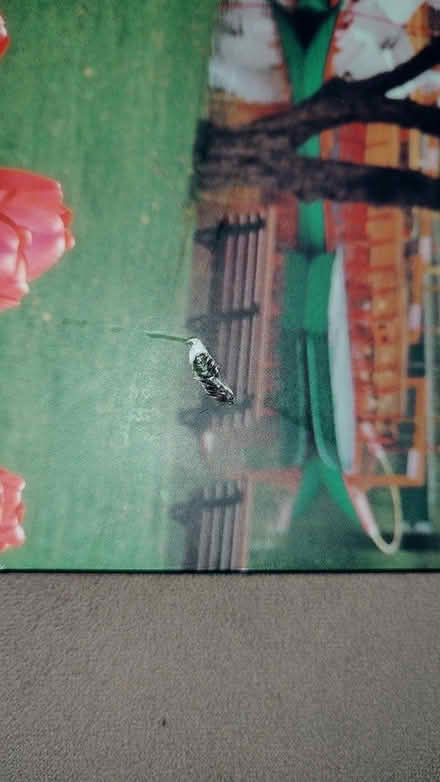 Photo of free Boston Public Garden book (Springfield) #3