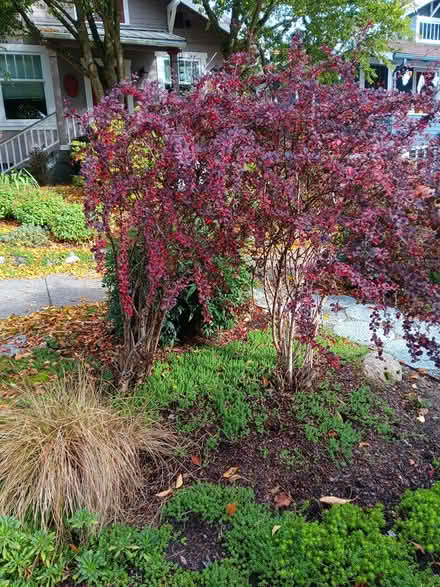 Photo of free Barberry Bushes (Ballard) #1