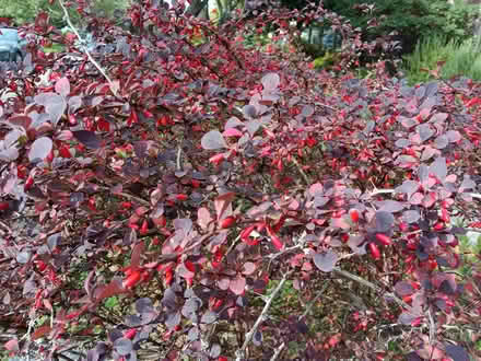 Photo of free Barberry Bushes (Ballard) #2