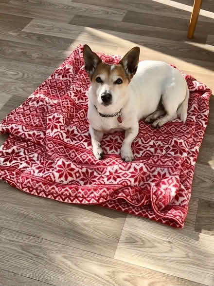 Photo of free Woof side table (HG3 Jenny Fields Drive) #3