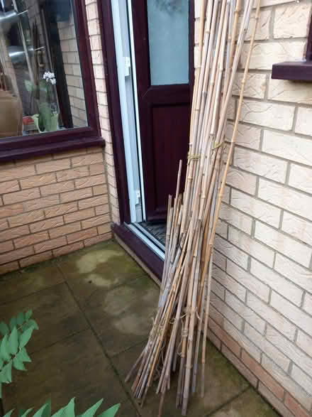 Photo of free Bamboo Canes (IP3 - Near Ipswich Hospital) #1
