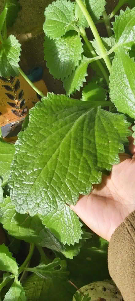 Photo of free Carib'n/Mexican Mint /Ajwain Leaves (Croydon CR0) #2