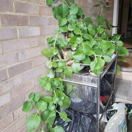 Photo of free Carib'n/Mexican Mint /Ajwain Leaves (Croydon CR0) #4