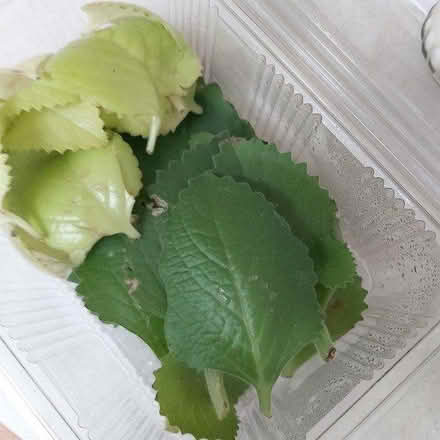 Photo of free Carib'n/Mexican Mint /Ajwain Leaves (Croydon CR0) #3