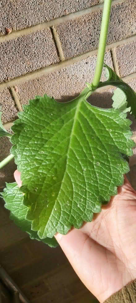 Photo of free Carib'n/Mexican Mint /Ajwain Leaves (Croydon CR0) #1
