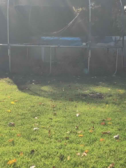 Photo of free Trampoline (Hawthorne)