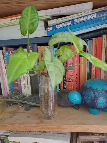 Photo of free Rooted plant cuttings (Haverford, PA 19041) #1
