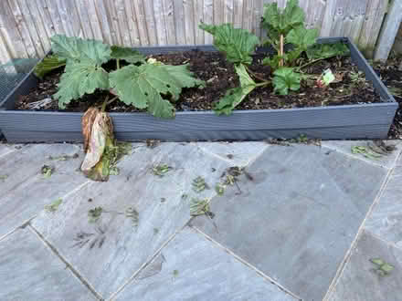 Photo of free Composite decking boards (Buggs Bottom RG4) #3