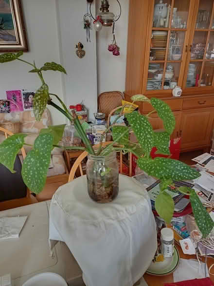 Photo of free Angelwing begonia cuttings (Haverford, PA 19041) #1