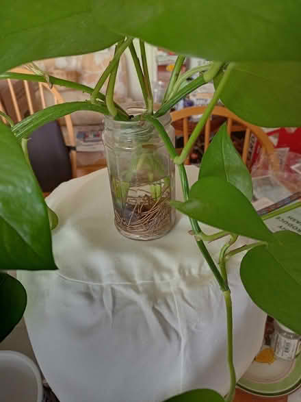 Photo of free Houseplants (Haverford, PA 19041) #2