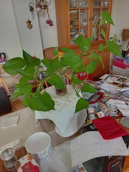 Photo of free Houseplants (Haverford, PA 19041) #1