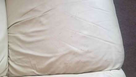 Photo of free Two sofas (Selsey) #2