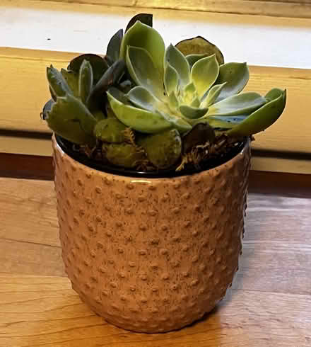 Photo of free Potted Plant (succulent) (Lake Forest, Chapel Hill) #1