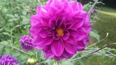 Photo of free Dalihas - flowering plant (Yonge & Mulock) #1