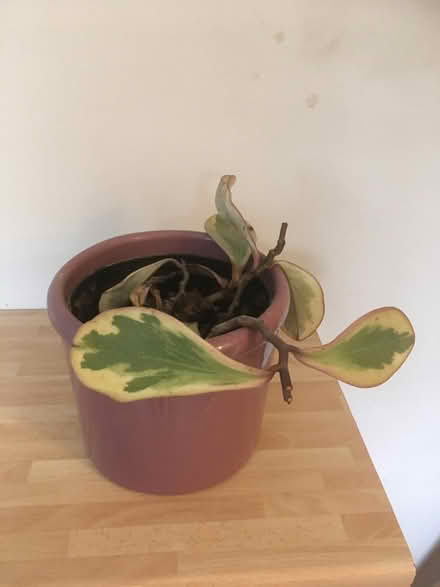 Photo of free House plants (DE56) #4
