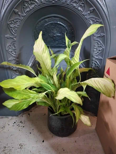 Photo of free Peace lily (SO22 winchester) #1
