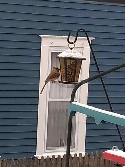 Photo of free Finch Feeder & Bird Feeder (Pawtucketville / Lowell) #3