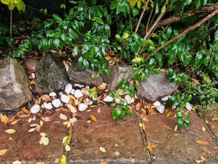 Photo of free Rockery rocks (Maidenhead) #2