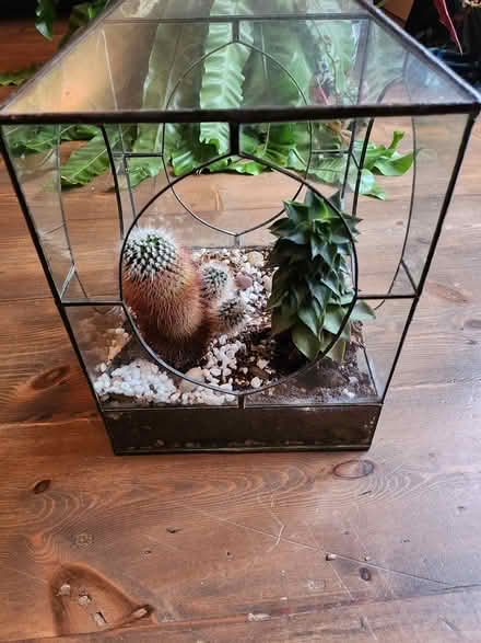 Photo of free Open glass terrarium with cacti (SO22 winchester) #1