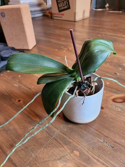 Photo of free Orchid (SO22 winchester) #1