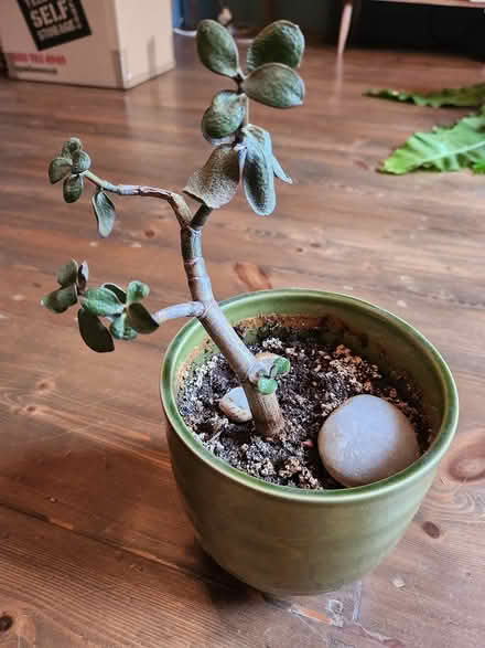 Photo of free Jade plant (winchester SO22) #1