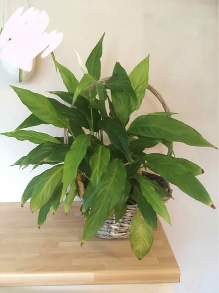 Photo of free House plants (DE56) #1